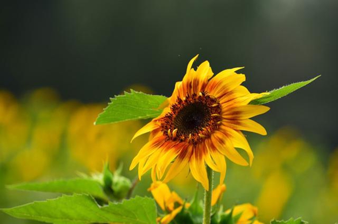 七夕节送女朋友什么鲜花？