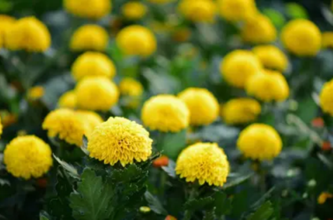 重阳节送什么鲜花合适？