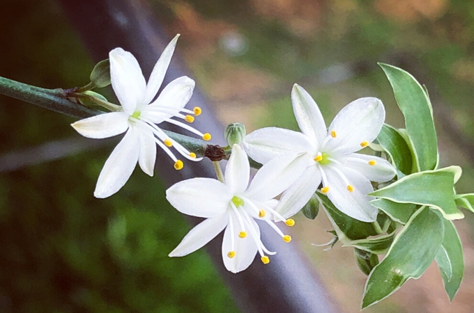 适合小阳台的花草有哪些？