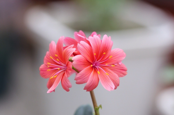 露薇花什么时候开花？