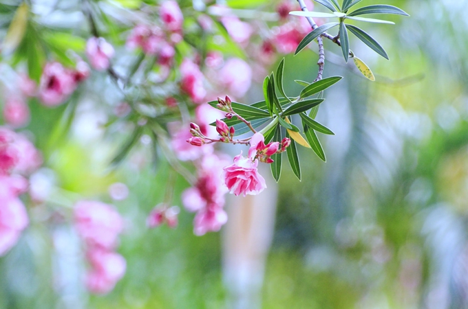 夹竹桃什么时候开花？