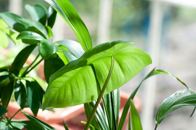 5种植物净化空气的好帮手