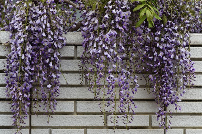为什么盆栽紫藤不开花？