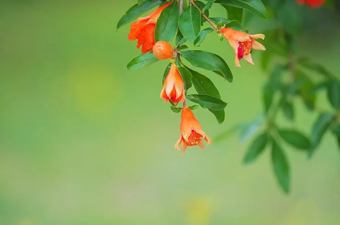 石榴花的明艳与悲伤