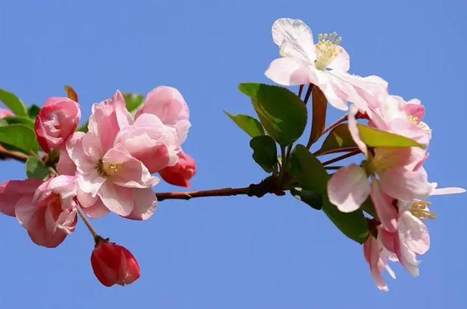 海棠花的寓意?