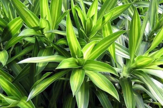百合竹的养殖方法和注意事项