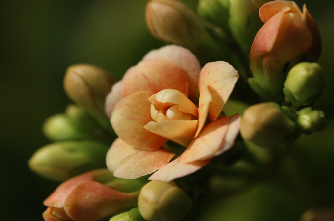 长寿花不开花？