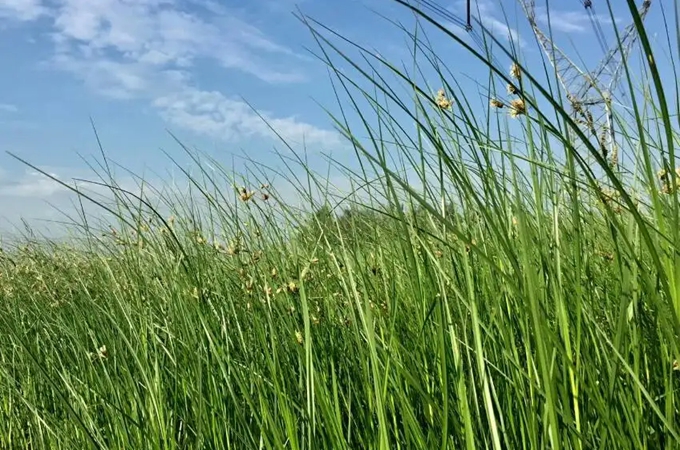 灯芯草是什么植物？