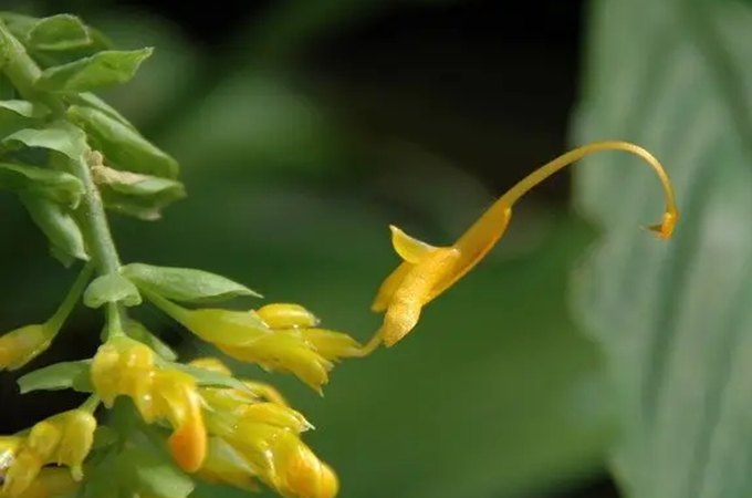 送老师哪些类型的花更有意义？