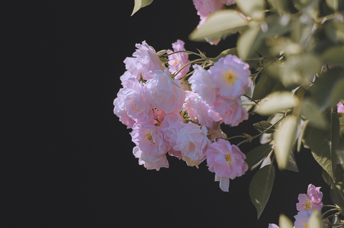 情人节如何送花?