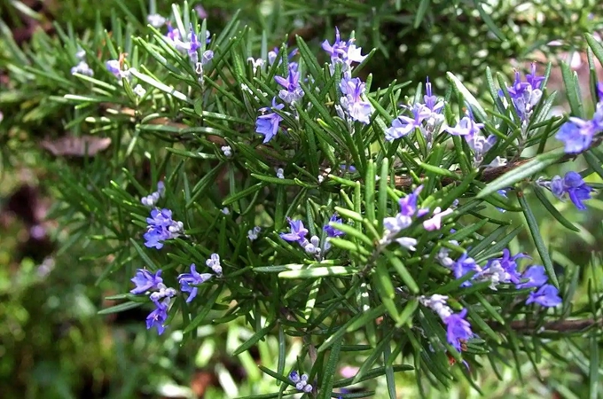 抹香的花语和寓意