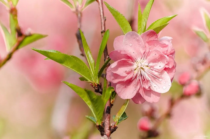 樱花和桃花的区别是什么？