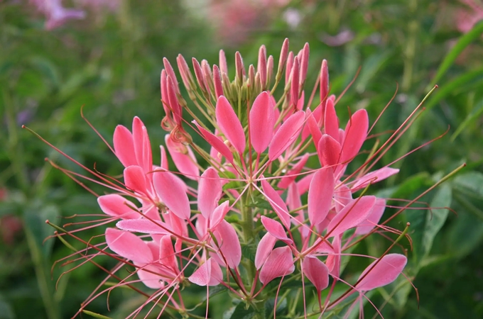 醉蝶花的花语和寓意是什么？