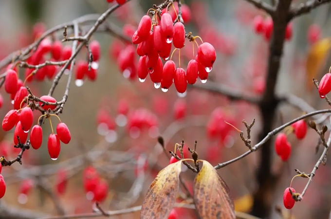 茱萸花语是什么？