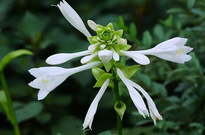 玉簪花的花语与介绍