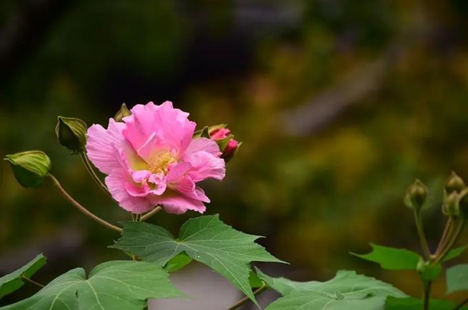 木芙蓉的向相关知识与花语