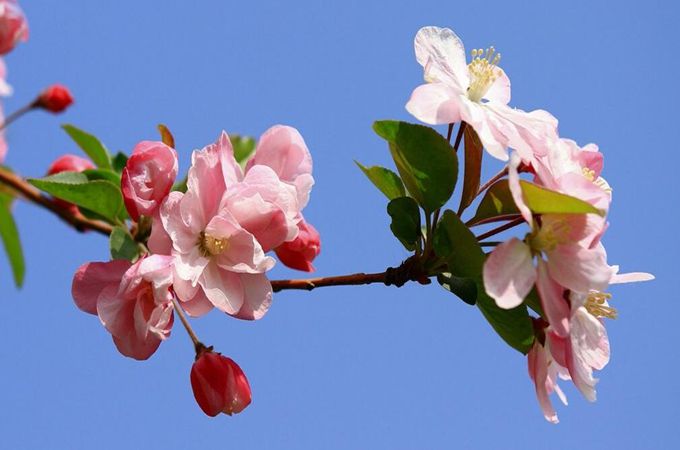 海棠花的花语与传说