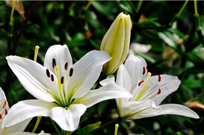 百合花的花语和寓意是什么